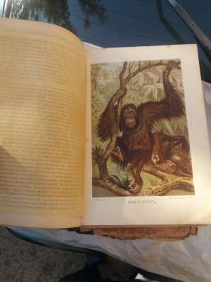 Книга человек 1905 года выпуска