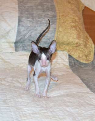 Котята Корниш рекс в Краснодаре фото 10