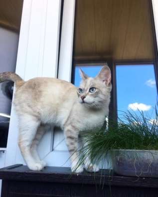 Кошка в хорошие руки фото 3