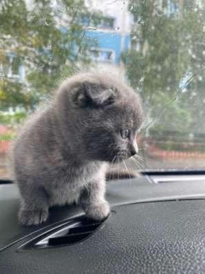 Отдам котят в добрые руки в Коломне