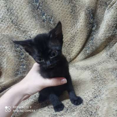 Отдам котенка в добрые руки