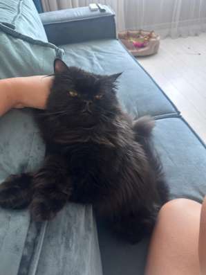 Персидский котик в Уфе фото 3