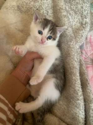 Отдам котят в добрые руки в Нижнекамске фото 4