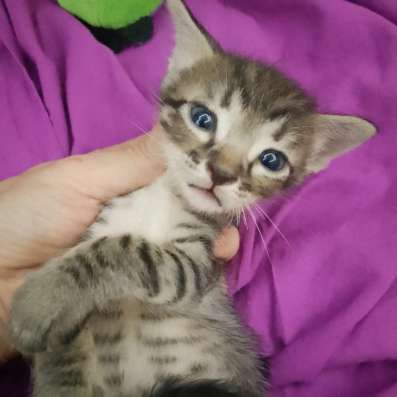 Котенок Цезарь