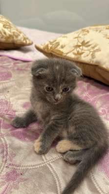 Вислоухий котёнок