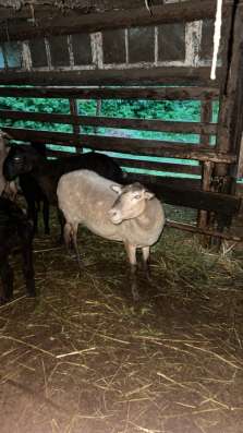 Продам овцу в Нальчике фото 4