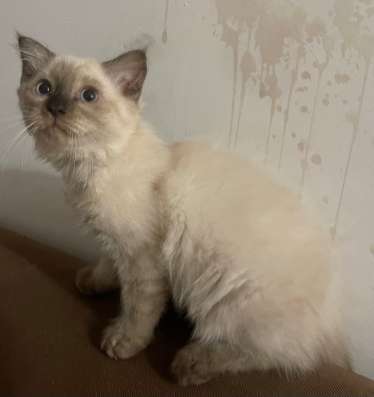 Котята в добрые руки в Махачкале фото 4