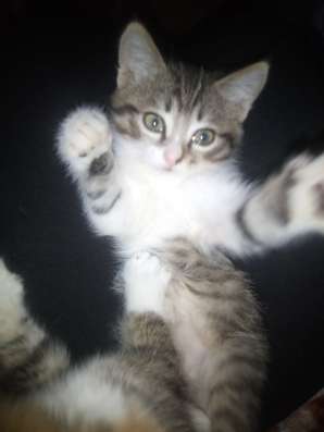 Отдам котенка в хорошие руки