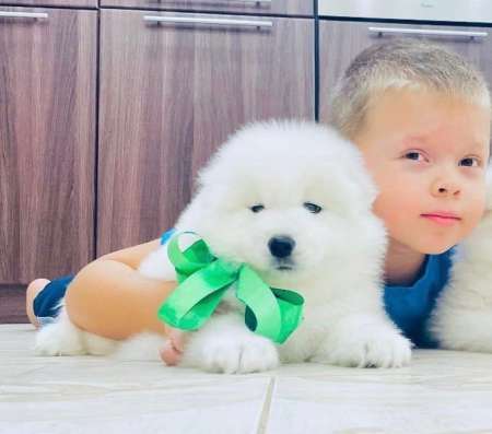 Огромный выбор щенков самоедской лайки