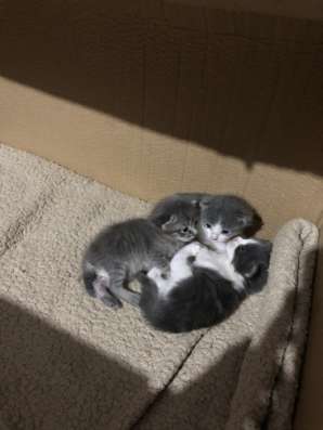 Продам троих пушистых котят! фото 9