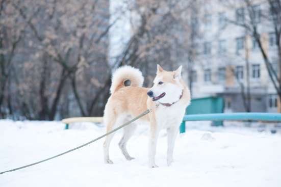 Лайка Ричи в дар! в Москве
