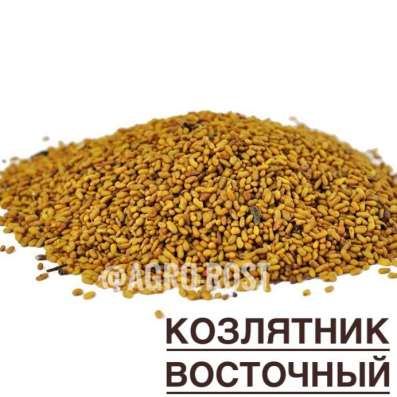 Козлятник восточный