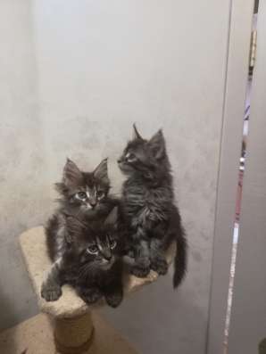 Котята Мейн-кунчики в Новороссийске фото 6
