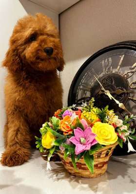 Toy POODLE/miniature фото 3