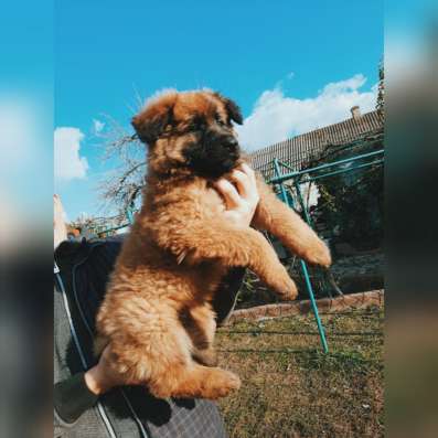 Продам щенков немецкой овчарки