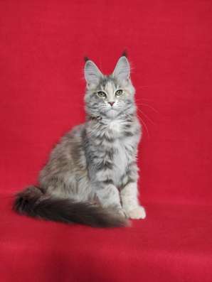 Котики мей-кун из питомника в Владимире фото 14