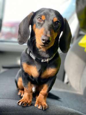 Продаю собачку