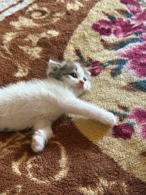 Котенок шотландский