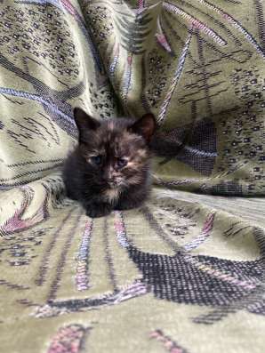 Котенок- девочка, зовут :Буся, Бусик