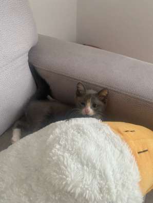Котенок бесплатно в Кемерове фото 3
