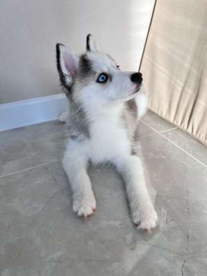 Щенки Помски Pomsky puppies в Москве фото 18