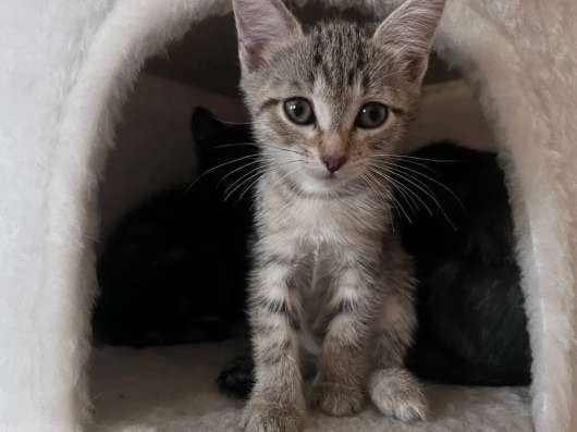 Котята, 3 месяца