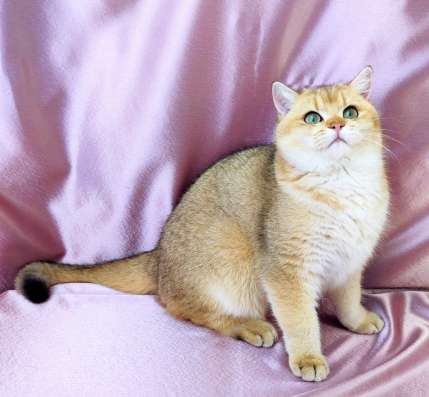 Golden Shorthair