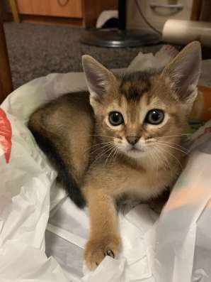 Абиссинские котята