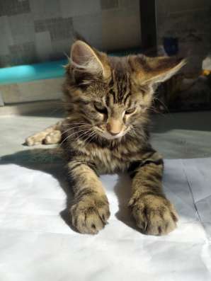 Котенок Мейн Кун