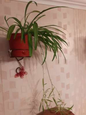 Хлорофитум