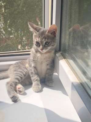 Отдаем котиков в Екатеринбурге фото 6