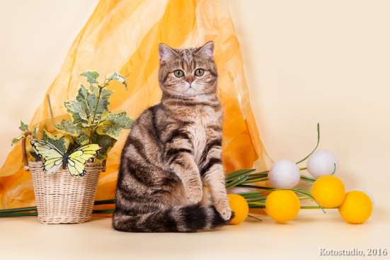Британские котята