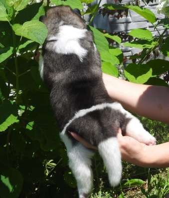 American akita