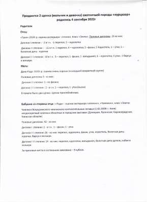 Щенки породы курцхаар