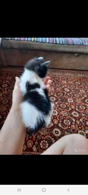 Котята в добрые руки в Нижнем Новгороде