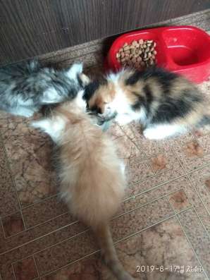 Красивые котята 1,5 месяца в Москве фото 9
