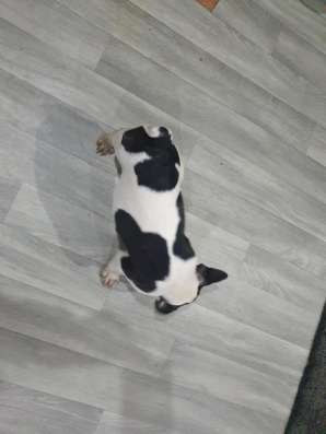 Frnzüsesche Bulldogge Welpe