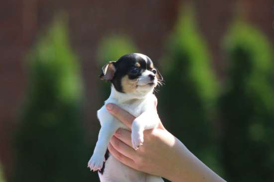 Girl Chihuahua фото 4