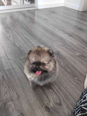 Щенки померанского шпица фото 5