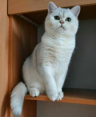 Кот британская шиншилла