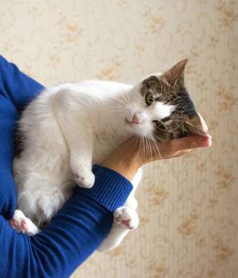 Зеленоглазая кошка Глаша фото 4