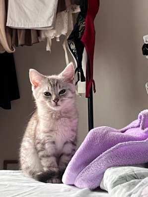 Котята в Румянцево фото 4