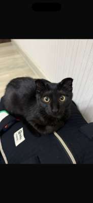 Отдам котика в добрые руки в Каспийске