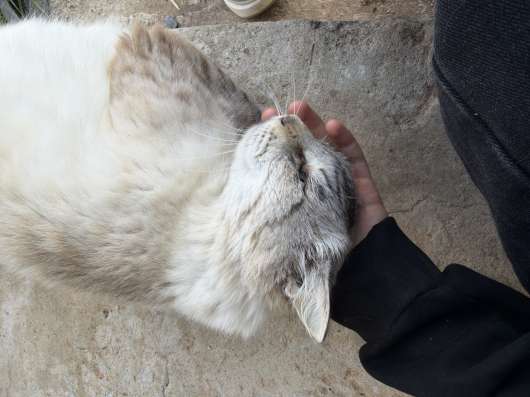 Кошка