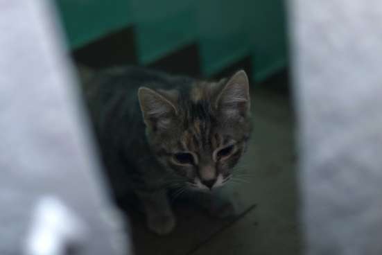 Отдам котят даром