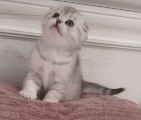 Шотландские котята фото 6