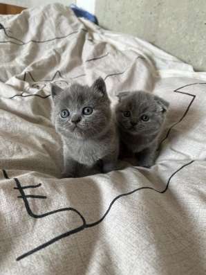 Шотландские котята фото 5