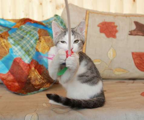 Фунтик в шапочке. Котенок в дар в Калуге фото 7