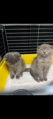 Babykatze, Kätzchen, Katze, Kater