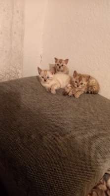 Котята бенгальские фото 3